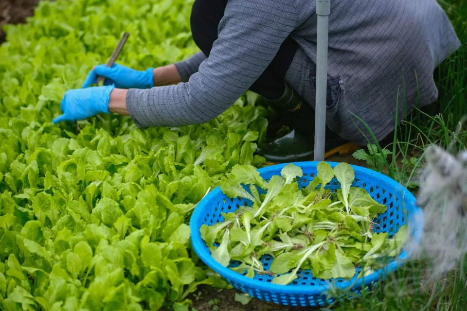 Cổng vườn đón khách