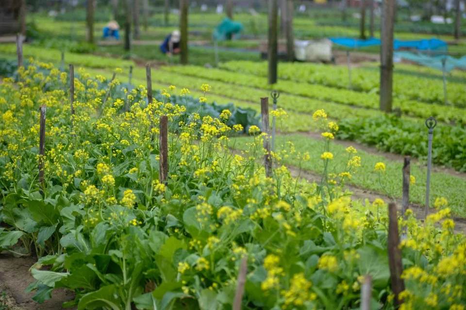 Nông sản sơ chế